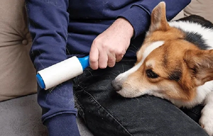 how to remove dog hair from clothes 3